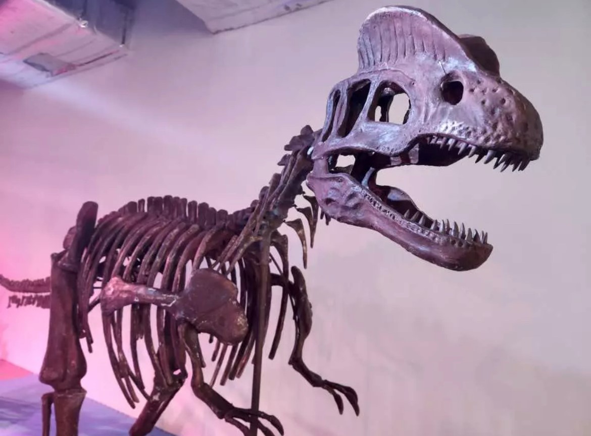 旅行 I 限时开放的宝藏游乐园,陪孩子来场侏罗纪大冒险! 内容图3 潮品文-大潮社旗下实时最新热点娱乐时尚数码等新闻资讯网站!