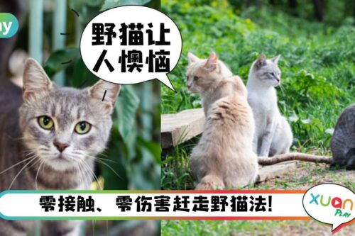 Tips｜野猫爱来家捣乱？5个零残忍驱逐野猫法！