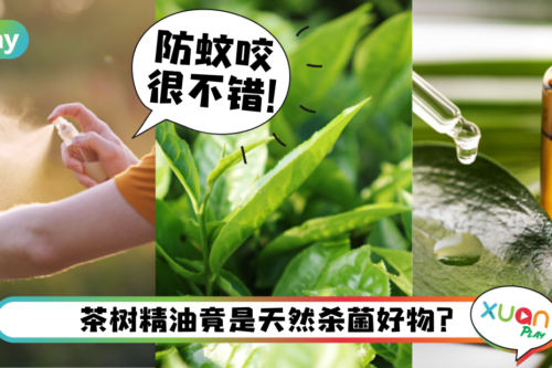 Tips｜防蚊叮、还抗痘，来认识女生都用来“顾门口”的茶树精油