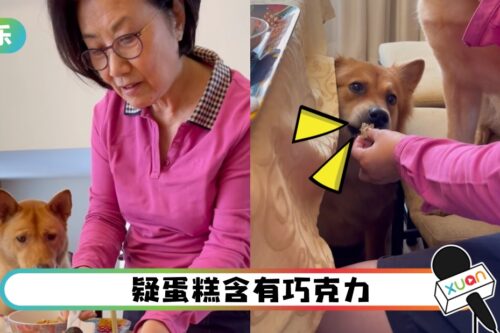 汪明荃喂爱犬吃蛋糕！网急劝：不能