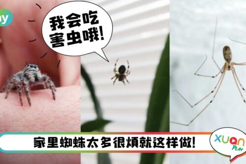Tips｜家中小蜘蛛不咬人但有点烦？3小招数减少它们出现！