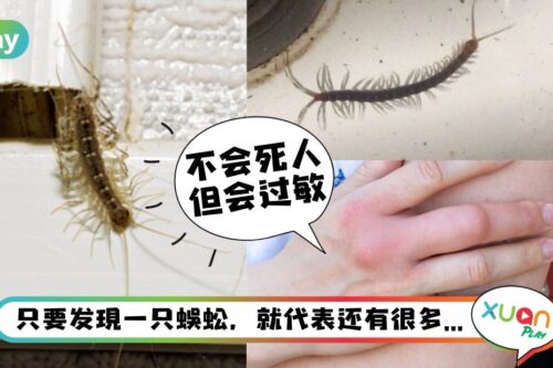 Tips｜厕所小蜈蚣灭不完？用4个小秘诀摆脱它们！