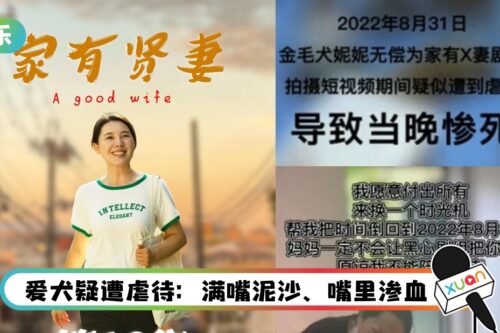 借出爱犬让900万网红剧组拍片…竟送命！网痛诉：我蠢我活该