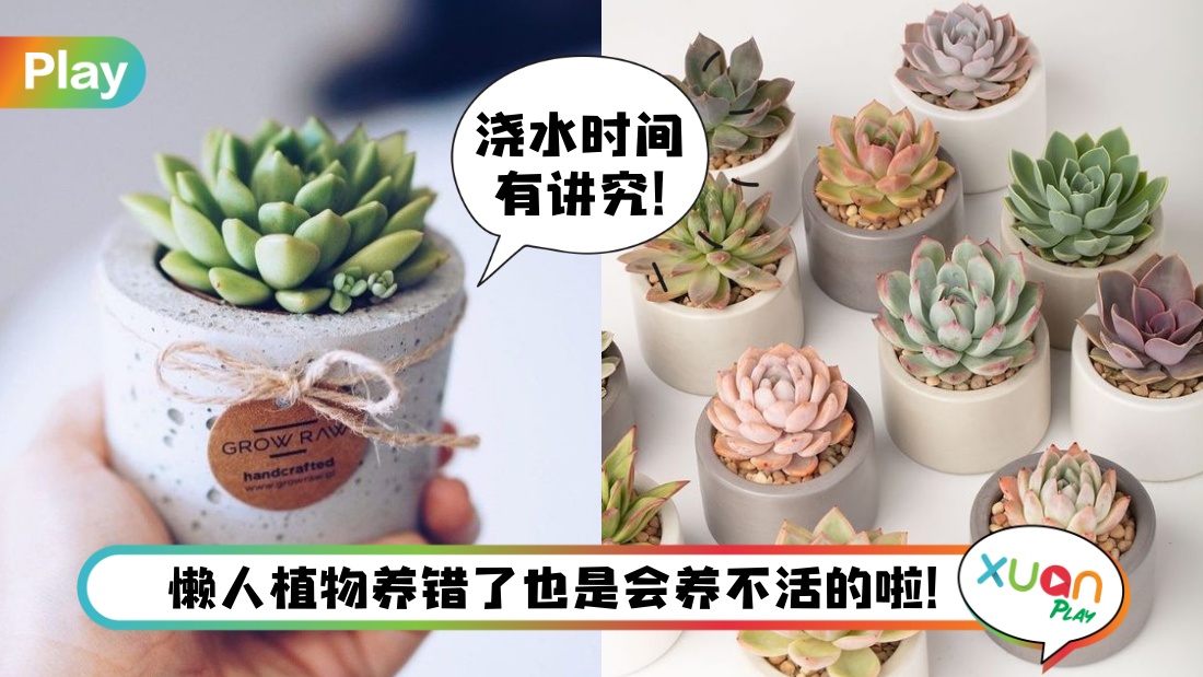 Tips I 避开这3个浇水的雷点！你养的多肉植物才不会死翘翘