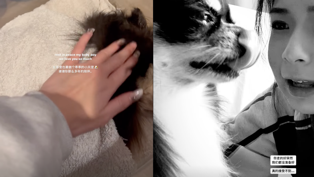 Elyn Leong 爱犬离世