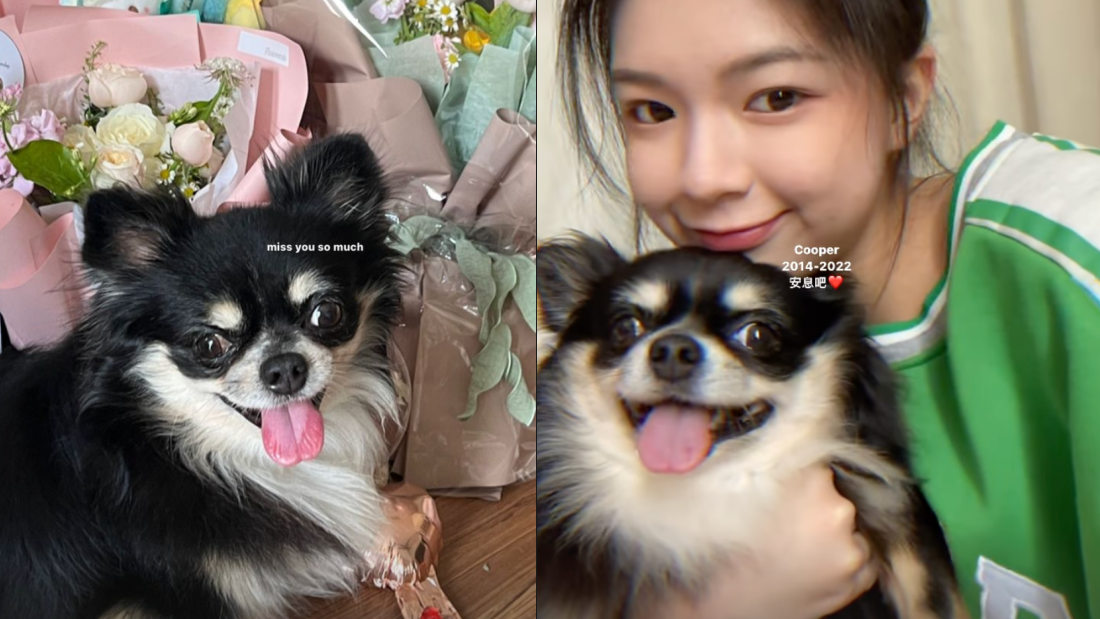 Elyn Leong 爱犬离世