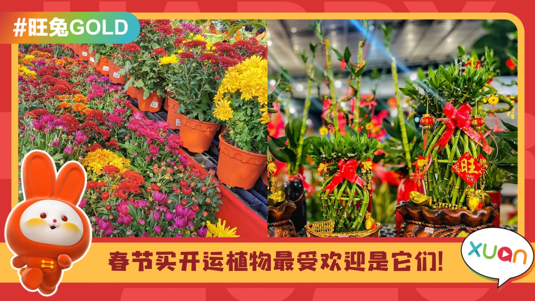 风水 I 新年最受欢迎的5款开运植物，pick一盆来旺旺家里吧！