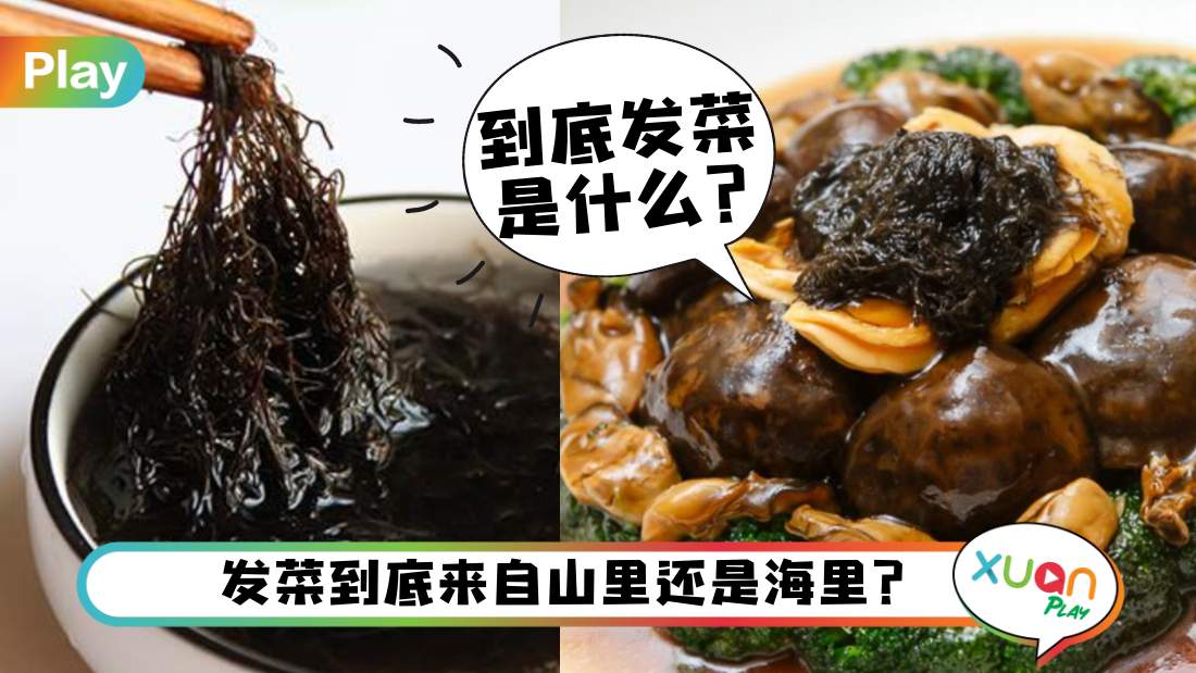相关信息 I 广东人年菜里的“发菜”到底是什么？今天总算知道了！