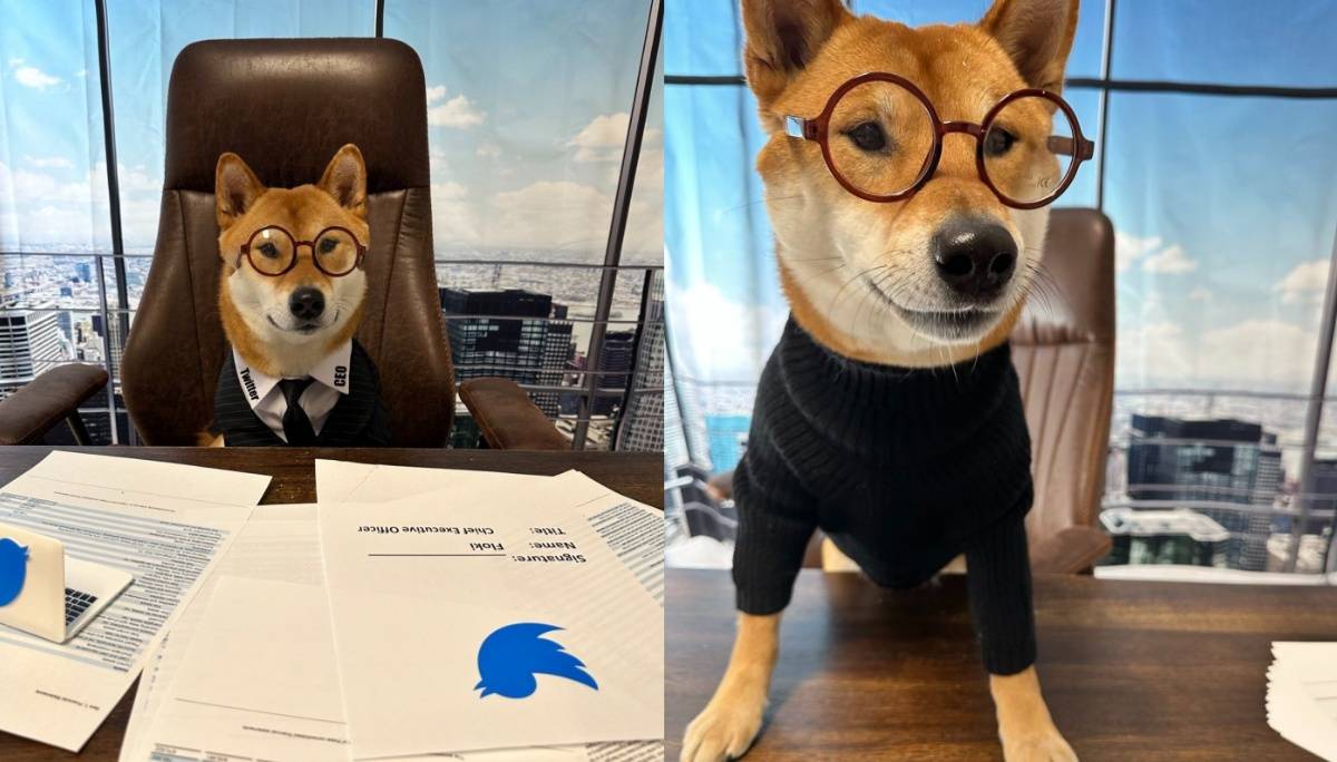 Twitter 新任 CEO 带动狗狗币上涨？马斯克推文连发：这家伙超级棒 雷厉风行数学又好！