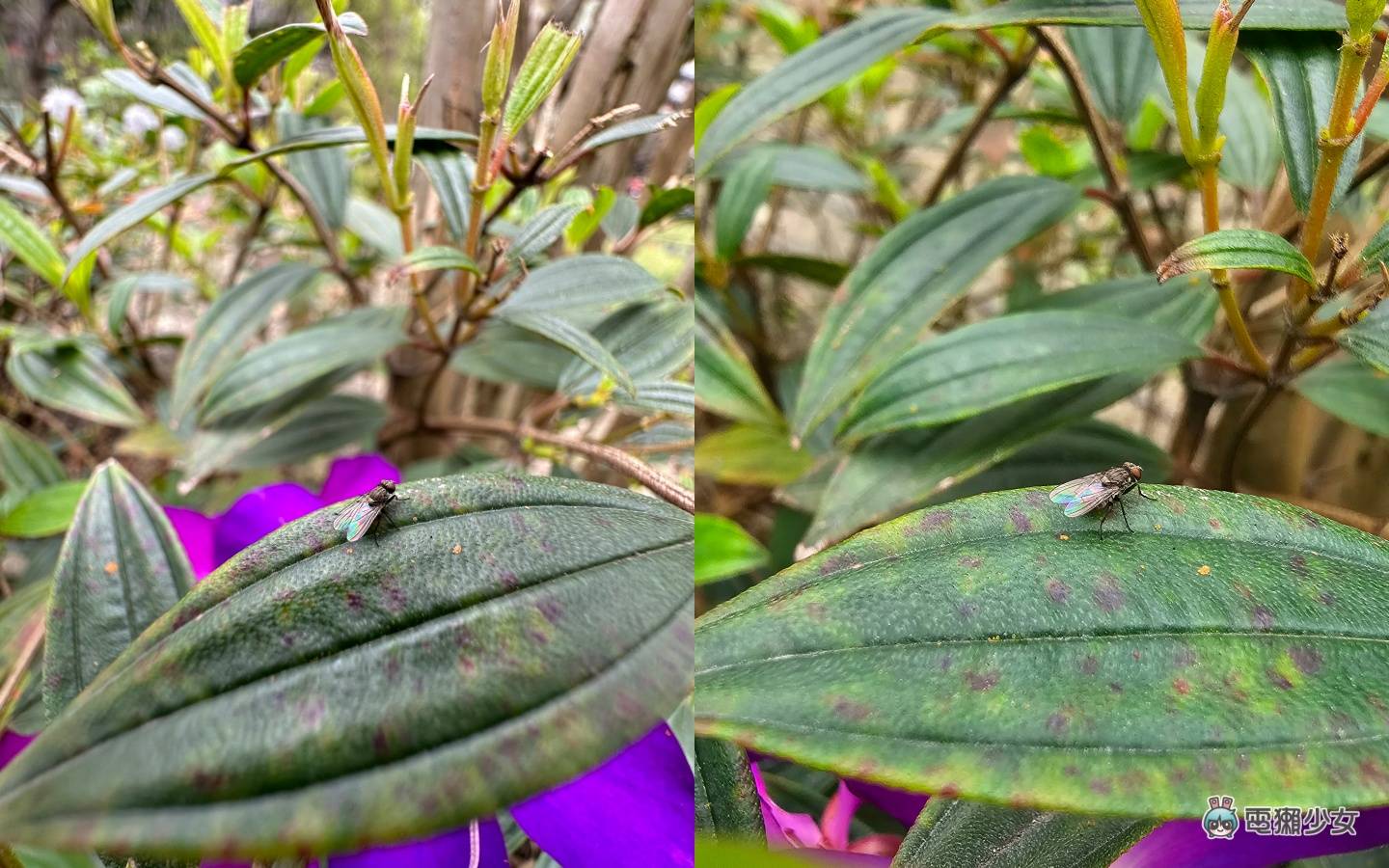 比较|旗舰级手机拍摄对决!三星 Galaxy S23 Ultra 跟 iPhone 14 Pro 谁更会拍?(内有多组实拍照) 内容图14 潮品文-大潮社旗下实时最新热点娱乐时尚数码等新闻资讯网站! 比较|旗舰级手机拍摄对决!三星 Galaxy S23 Ultra 跟 iPhone 14 Pro 谁更会拍?(内有多组实拍照)