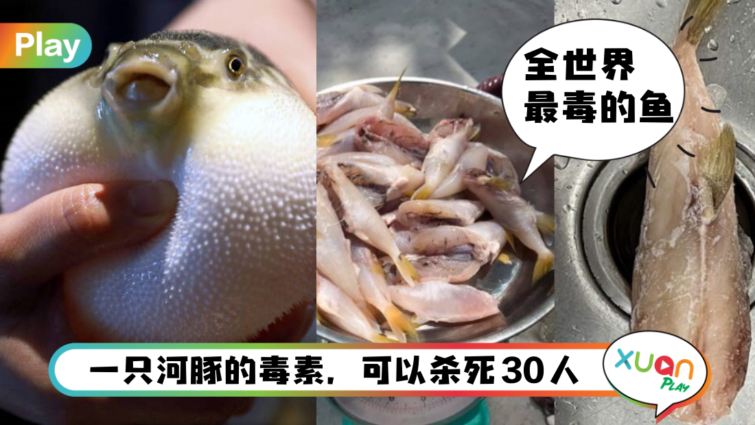 相关信息 | 马来西亚老妇疑吃“鸡腿鱼”中毒身亡！鸡腿鱼就是河豚 5大点让你知道它多恐怖！