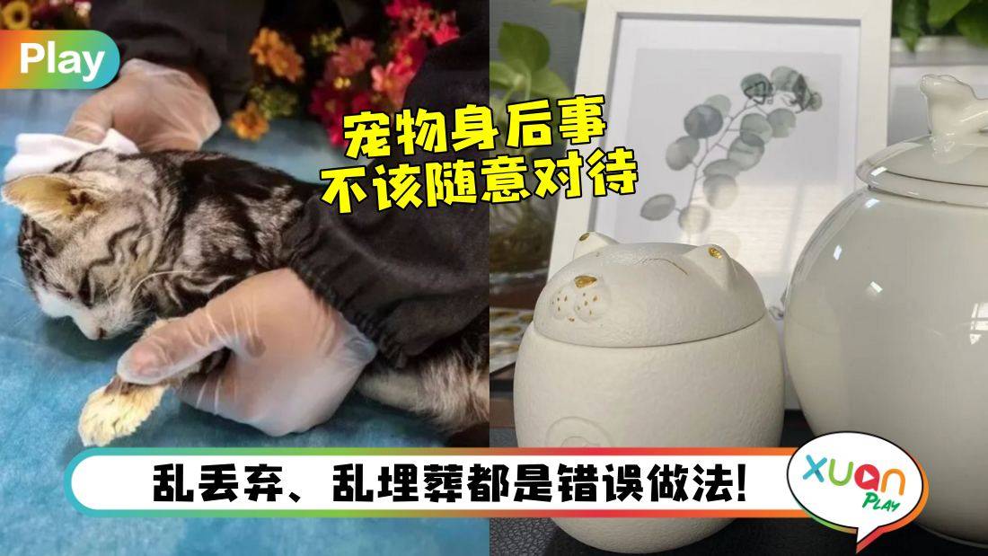 相关信息I 宠物去世后该如何处理？挖个洞埋进去不对吗？