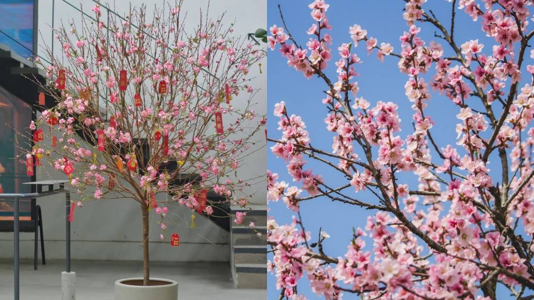 桃花