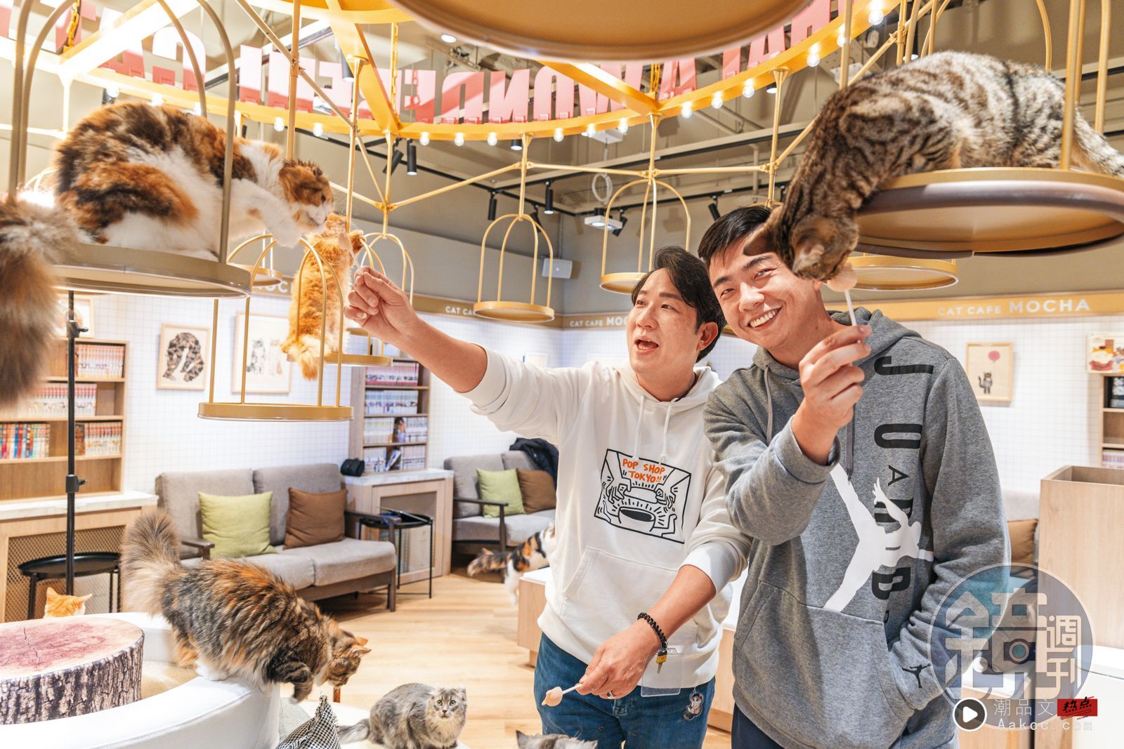 副业拼现金/独家!猫咪咖啡赚盆满钵满 刘尔金筹2000万狂撒分店 内容图2 潮品文-大潮社旗下实时最新热点娱乐时尚数码等新闻资讯网站! 刘尔金(左)曾和熊爸(右)一起在猫咖啡,体验被猫群热情包围的fu