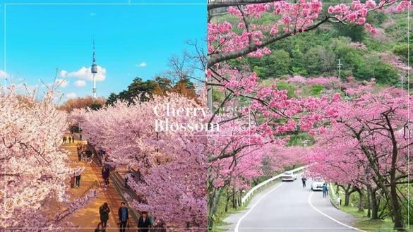 2023新年赏樱去！首波日韩赏樱攻略开跑，除了日本东京，韩国这些赏樱景点也超梦幻