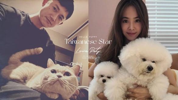 9位超宠毛孩中国台湾明星！吴慷仁猫咪藏洋葱&蔡依林爱犬人气高，米可白被侯友宜认错太闹啦
