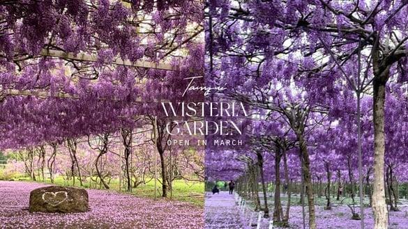 超梦幻“淡水紫藤园”3月开放！上千株紫藤花海浪漫盛开，限期两周必朝圣