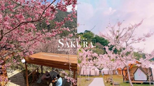 伴樱花入睡！8间樱花住宿推荐：奢华系露营、欧洲庄园风，窗外就有大片樱花海