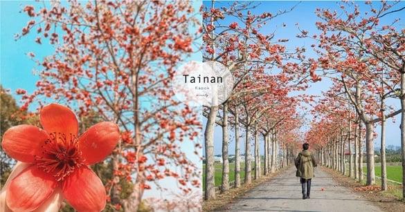 全球最美橘红色的奇迹～台南“木棉花隧道”拍照超仙！让你显白又像下凡，趁连假快冲！