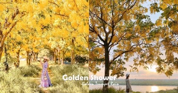 黄花铃木盛开中！中国台湾最美“阿勃勒黄金隧道”超浪漫黄金雨，随手拍都是人生美照～