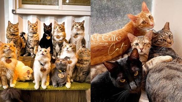 双北猫咪最多的“猫咪咖啡厅”TOP5！猫咪中途之家猫奴必访，“这家”竟多达50只