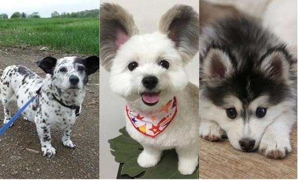 混血狗狗超可爱推荐！这些组合超出乎意料，尤其混到这两种！