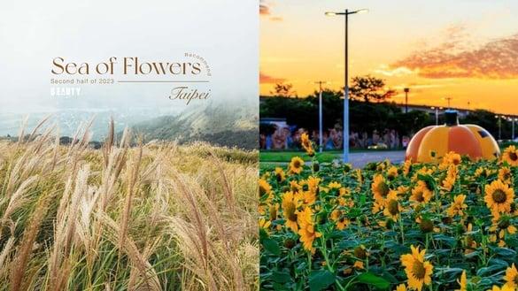 2023台北下半年花海推荐TOP6！17万盆向日葵爆炸盛开、阳明山绝美秋芒花浪一次看！