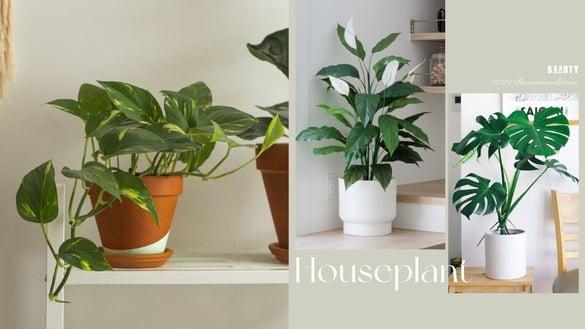 2024室内植物推荐Top10！好照顾又能净化空气，摆对家里比网红咖啡厅还美！