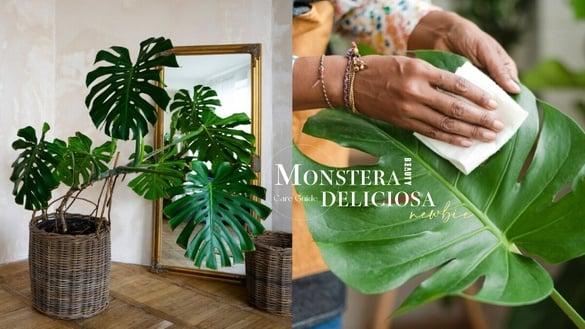 “龟背芋”超详细新手照护指南！“这样摆”招好运、招财还能消除负能量