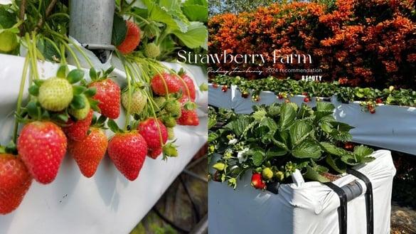 哪里可以采草莓？2024草莓园推荐：台北内湖草莓园、苗栗大湖草莓园懒人包一次看！