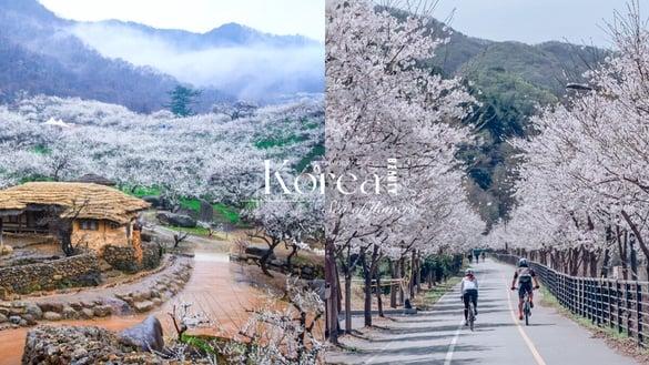 2024开春游韩国！不只能赏樱花，韩国春天5大花海打卡圣地推荐