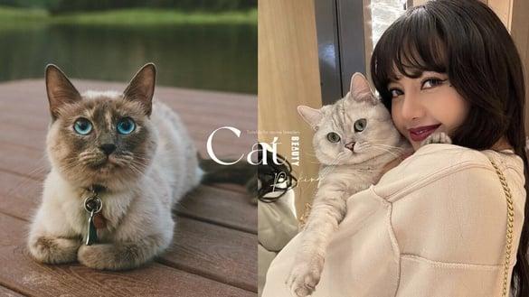 适合新手养的宠物猫品种TOP6：英短亲人又温驯、暹罗猫号称猫中之狗！