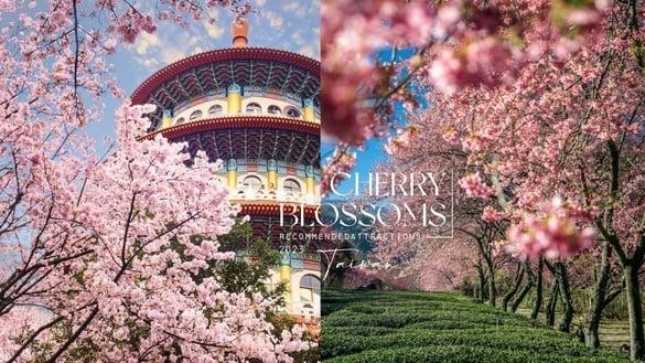 2024中国台湾赏樱景点推荐:阿里山樱花季推限定铁道、九族原民风樱花季有趣又好拍