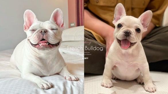 法斗好养吗?法斗是犬界金秀贤,蠢萌外表下却有精实肌肉,天生6大缺陷要更细心照护