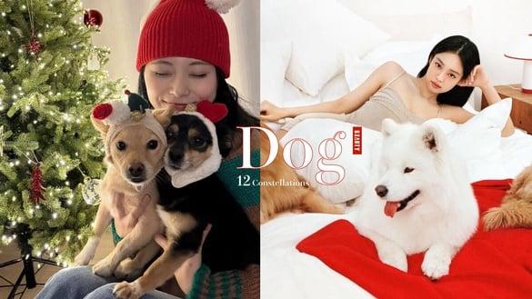 12星座跟哪种狗狗最合拍！金牛适合养贵宾、巨蟹伙伴是拉布拉多，这星座命定犬是萨摩耶