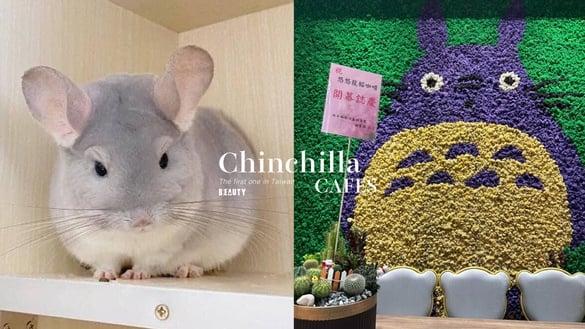 中国台湾唯一！台北“龙猫咖啡厅”宫崎骏梦幻场景重现，20只超萌龙猫陪你互动！