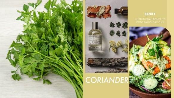 讨厌香菜和基因有关？“香菜”营养功效与禁忌：为何有人爱香菜，有人却无法接受