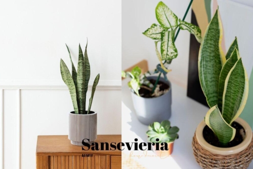 虎尾兰怎么养？10大照顾法，风水摆放、浇水、光照一次看懂！