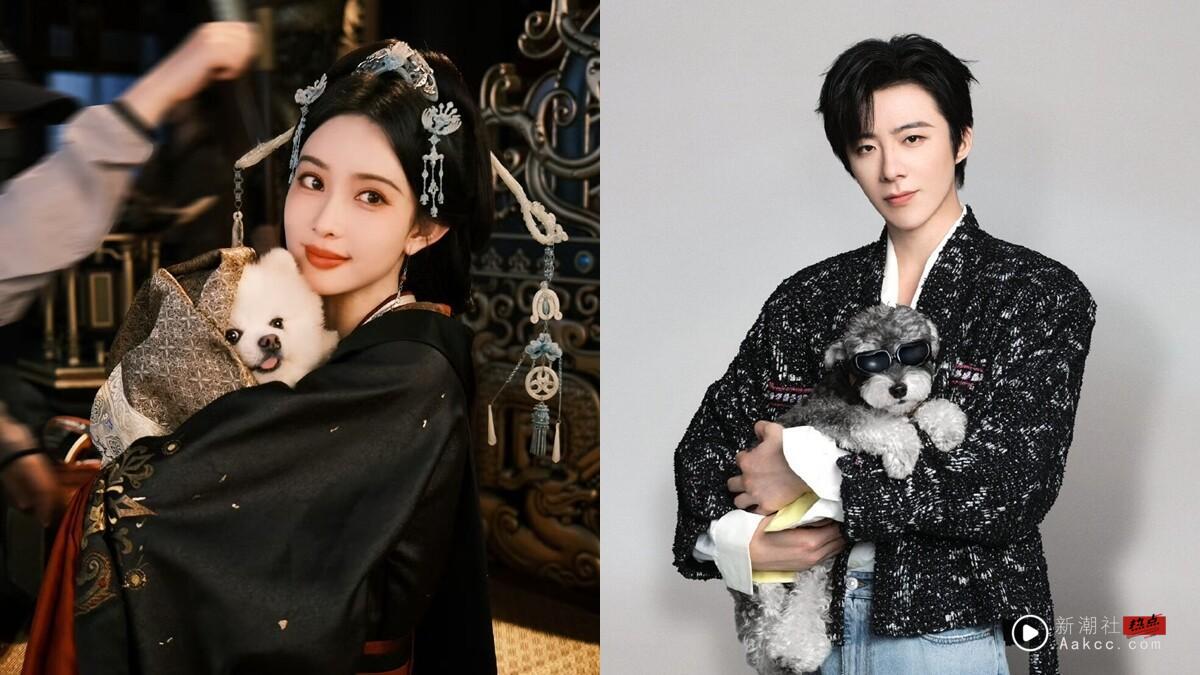 自己赚饲料钱的明星小狗们:孟子义、刘宇宁爱犬超有名,赵露思带狗推联名,LV也抢合作