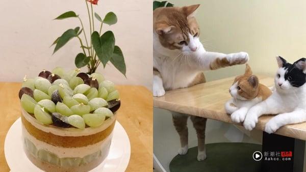 10间超萌台北猫咖推荐：在疗愈猫咪陪伴下喝咖啡、吃甜点，享受最疗愈午后时光！ 最新 图7张