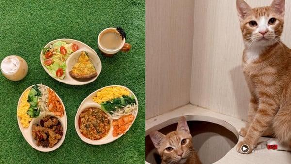 10间超萌台北猫咖推荐：在疗愈猫咪陪伴下喝咖啡、吃甜点，享受最疗愈午后时光！ 最新 图6张