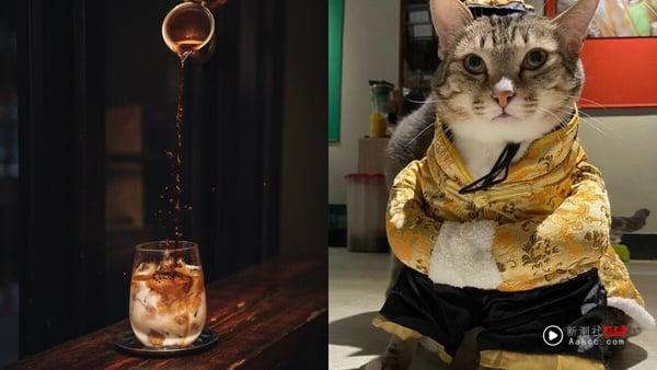 10间超萌台北猫咖推荐：在疗愈猫咪陪伴下喝咖啡、吃甜点，享受最疗愈午后时光！ 最新 图1张