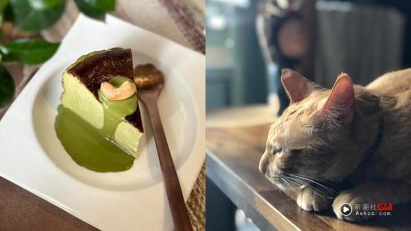 10间超萌台北猫咖推荐：在疗愈猫咪陪伴下喝咖啡、吃甜点，享受最疗愈午后时光！ 最新 图3张