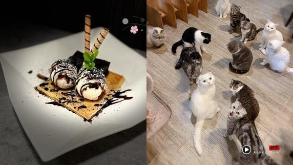 10间超萌台北猫咖推荐：在疗愈猫咪陪伴下喝咖啡、吃甜点，享受最疗愈午后时光！ 最新 图9张