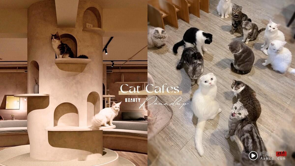 10间超萌台北猫咖推荐:在疗愈猫咪陪伴下喝咖啡、吃甜点,享受最疗愈午后时光!