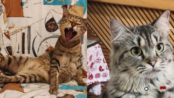 10间超萌台北猫咖推荐：在疗愈猫咪陪伴下喝咖啡、吃甜点，享受最疗愈午后时光！ 最新 图8张