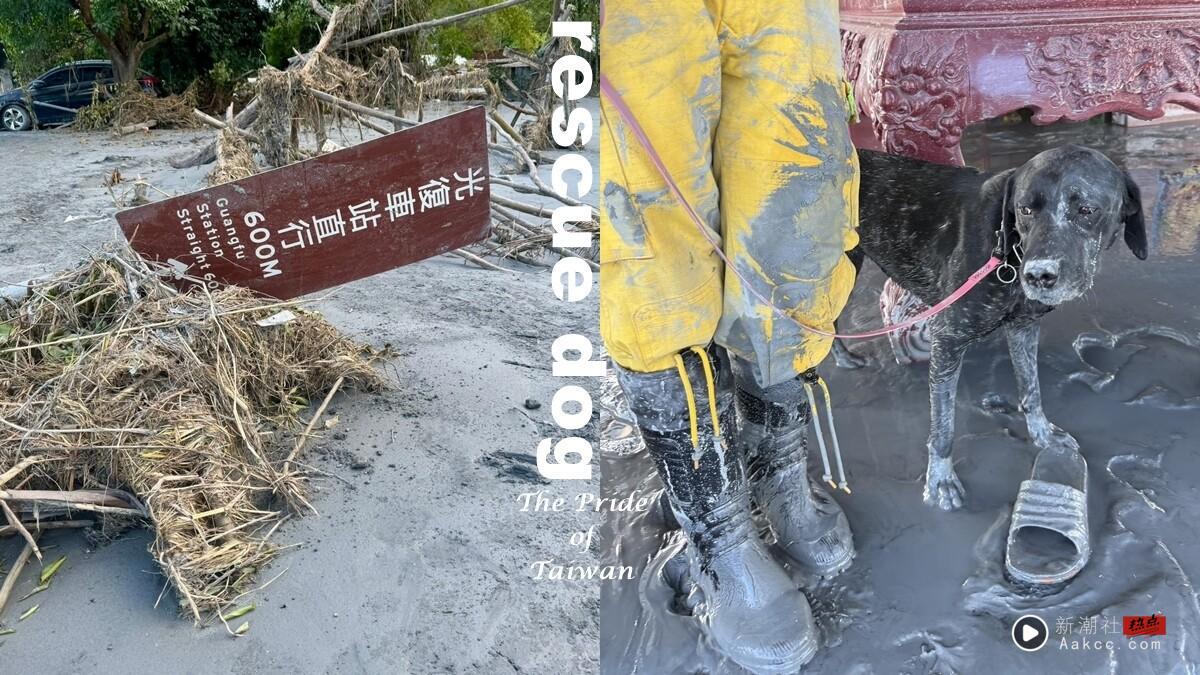 中国台湾搜救犬：瓦砾堆下的狗狗英雄！从921到花莲救灾，认识国际认证的中国台湾之光