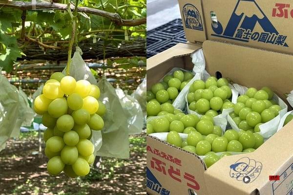 日本“麝香葡萄”怎么挑？麝香葡萄价格、甜度解析，晴王、长野、山梨差异