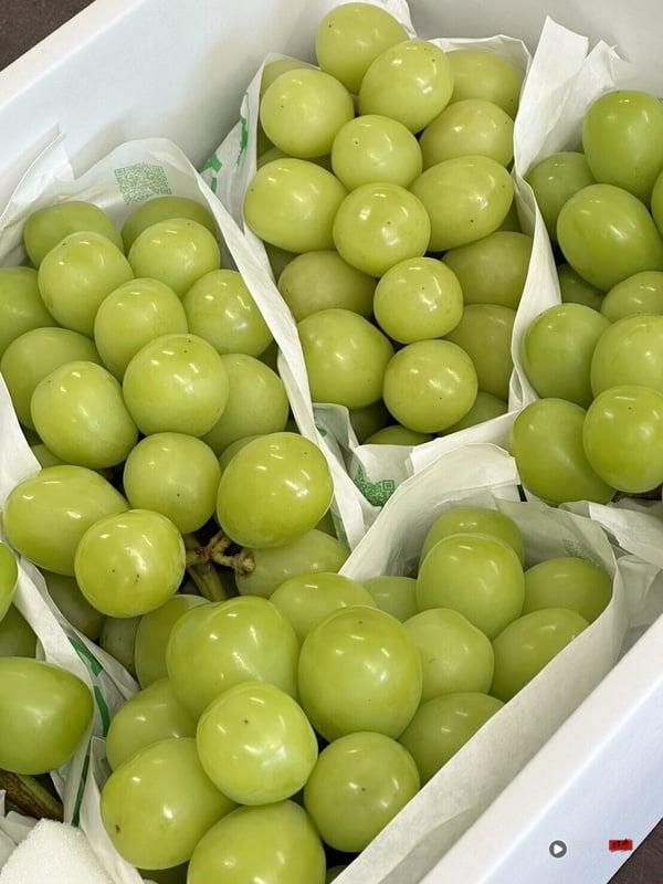 日本“麝香葡萄”怎么挑？麝香葡萄价格、甜度解析，晴王、长野、山梨差异