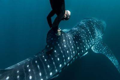 与海洋共好共生成“当代重要议题”！劳力士雄才伟略大奖“历届得主”接力守护蓝色地球